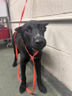 Butterfly Pea, Mixed Breed, puppy, available for adoption