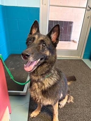 Bear, German Shepherd Dog Mix, senior, available for adoption