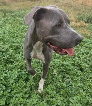 A gray and white dog with a black nose and pink tongue standing in a field of green clover.
