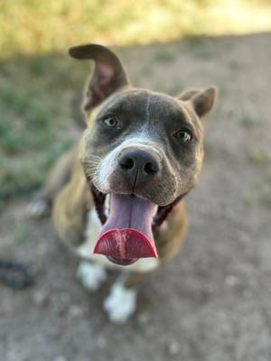 A close-up shot of a friendly pit bull-mix dog with a brown and white coat, looking directly at the camera with its tongue hanging out.