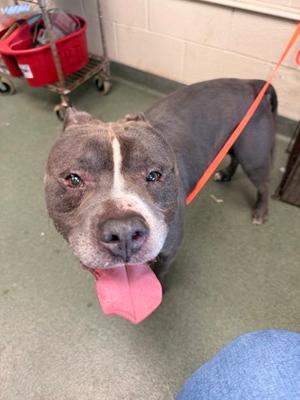 A gray pit bull with a white stripe on its face, wearing an orange leash, standing on a green floor with its tongue out.