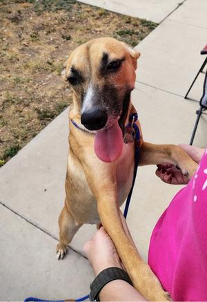Batty, Basenji Mix, young, available for adoption