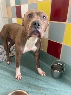 Carlos, American Staffordshire Terrier Mix, adult, available for adoption