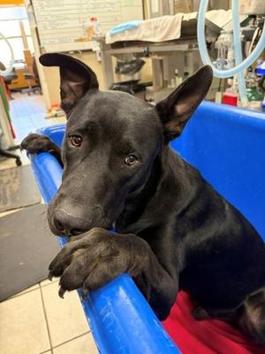 Barracuda, German Shepherd Dog Mix, young, available for adoption