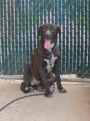 a brown dog sitting on a concrete surface with its tongue out, in front of a green chain-link fence