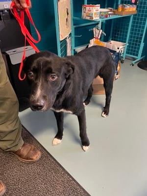 Bobby, Labrador Retriever Mix, young, available for adoption