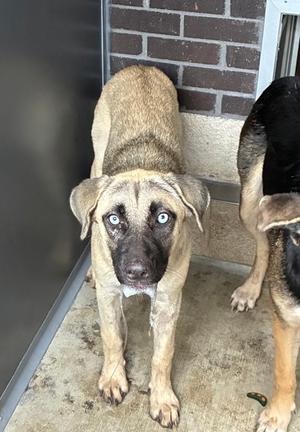 61846637, German Shepherd Dog Mix, young, available for adoption