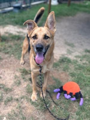 A happy dog with a black and brown coat, floppy ears, and a pink tongue sticking out, standing on a leash with a colorful toy nearby.