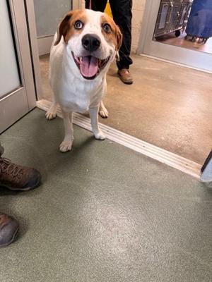A happy dog with a white and brown coat standing on a green floor, smiling with its tongue out.