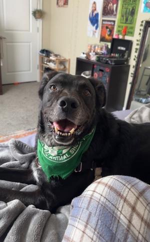 Appa, Flat-Coated Retriever Mix, adult, available for adoption