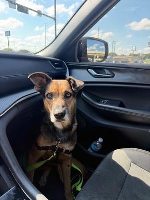 Candi Girl, German Shepherd Dog Mix, adult, available for adoption