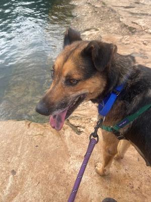 Candi Girl, German Shepherd Dog Mix, adult, available for adoption