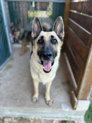 Bruno**, German Shepherd Dog, adult, available for adoption