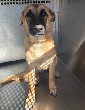 Arrow, Belgian Malinois Mix, puppy, available for adoption