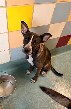 Anchovy, German Shepherd Dog Mix, adult, available for adoption
