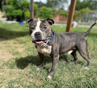 Bubba Shot the Juke Box**, American Pit Bull Terrier Mix, senior, available for adoption