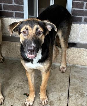 61846630, German Shepherd Dog Mix, young, available for adoption