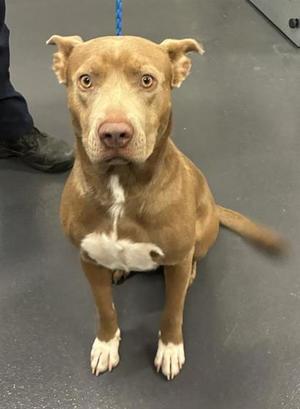 Benji Boyd Ya'll, Pit Bull Terrier Mix, young, available for adoption