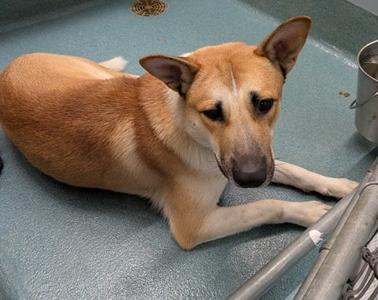 Big Papa, Mixed Breed, adult, available for adoption