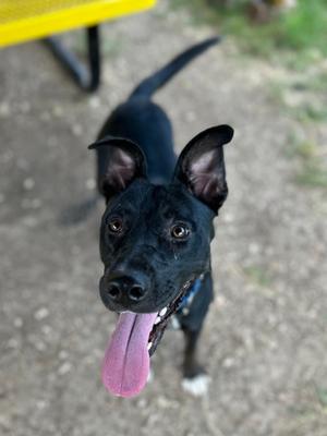Baby Bree, Labrador Retriever Mix, young, available for adoption