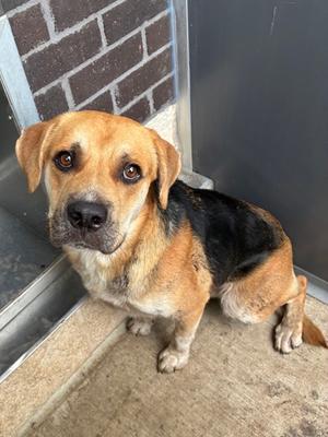 Alex, Mixed Breed and Hound, adult, available for adoption