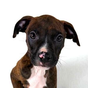 Johnny Cash, Terrier, puppy, available for adoption
