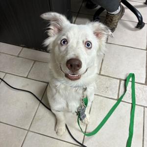 Arlo/Gus, Shepherd, Australian, young, available for adoption