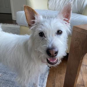 Dunkin, Terrier, West Highland White Westie, adult, available for adoption