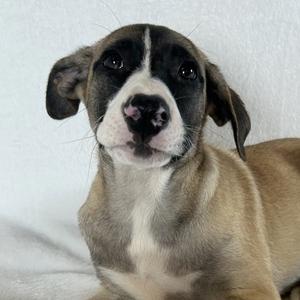 Bella, Shepherd, puppy, available for adoption