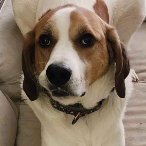 Zora, Pyrenees, Great, adult, available for adoption