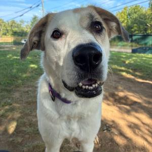 Poppy, Pyrenees, Great, adult, available for adoption