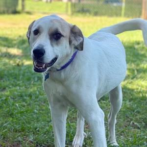 Poppy, Pyrenees, Great, adult, available for adoption