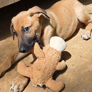 Scone, Shepherd, German, puppy, available for adoption
