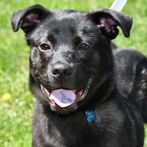 Lionel, Chow Chow, adult, available for adoption