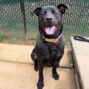 Lionel, Terrier, Pit Bull, adult, available for adoption