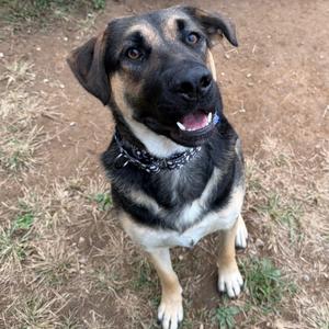A black and tan dog with a white chest and paws, wearing a chain collar, sitting on a dirt ground with some grass.