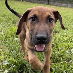 Strudel, Shepherd, German, puppy, available for adoption