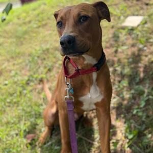 Russell Stover, Pinscher, Doberman, adult, available for adoption