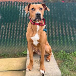 Russell Stover, Terrier, adult, available for adoption
