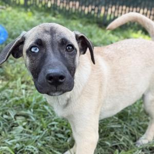 Esme, Shepherd, puppy, available for adoption