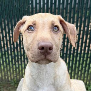 Edward, Shepherd, puppy, available for adoption