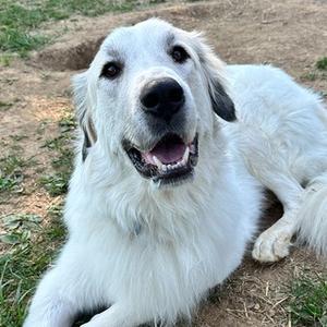 Asher, Pyrenees, Great, adult, available for adoption