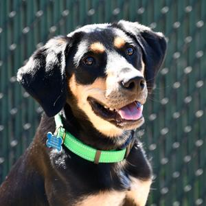 Spoon, Hound, Black and Tan Coonhound, adult, available for adoption