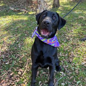 Arietta, Retriever, Black Labrador, young, available for adoption