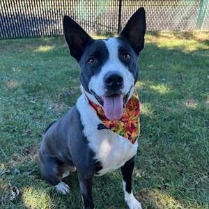 Sabrina, Mixed Breed (Medium), adult, available for adoption