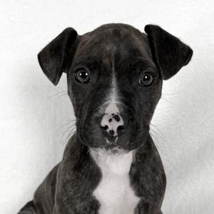 ZZ Top, Terrier, puppy, available for adoption