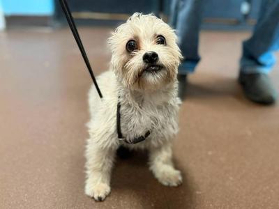 Griffon, Schnauzer / Havanese, young, available for adoption