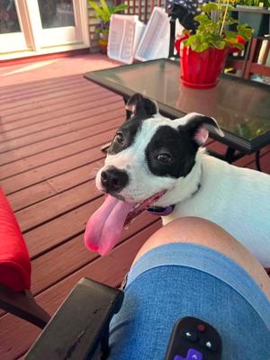 Charlotte, Terrier, puppy, available for adoption