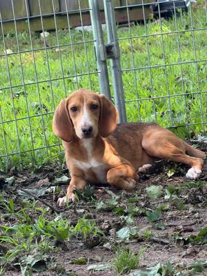 Laverne, Coonhound / Hound, puppy, available for adoption