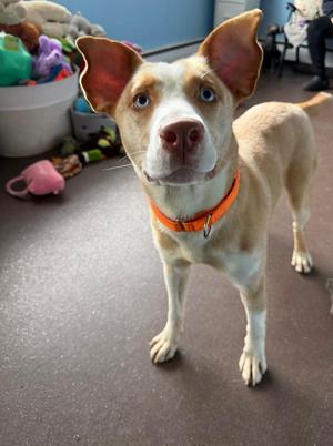 Giselle, Husky / Pit Bull Terrier, puppy, available for adoption